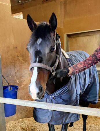 　馬房でくつろぐアルトラムス