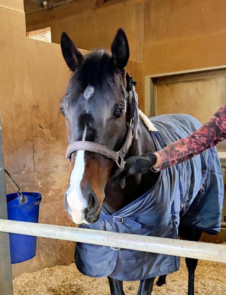 　馬房でくつろぐアルトラムス