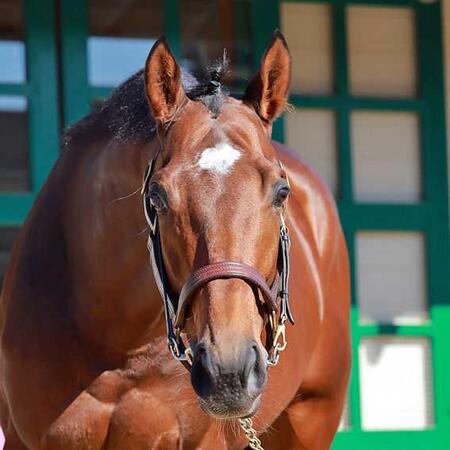 　サンライズジパング