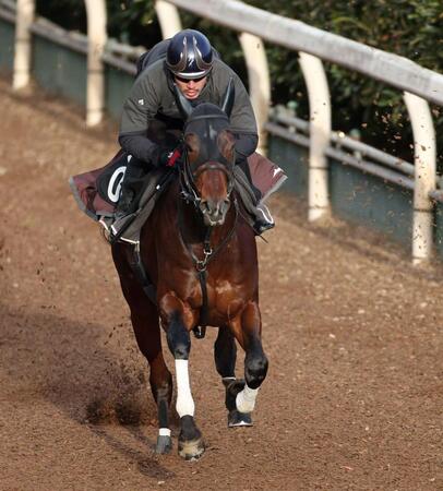 栗東坂路で追い切るマテンロウゲイル（撮影・中田匡峻）