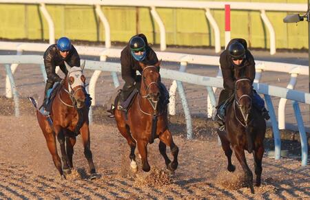 　３頭併せで好調ぶりをアピールしたポルフュロゲネトス（中央）＝撮影・佐々木彰尚