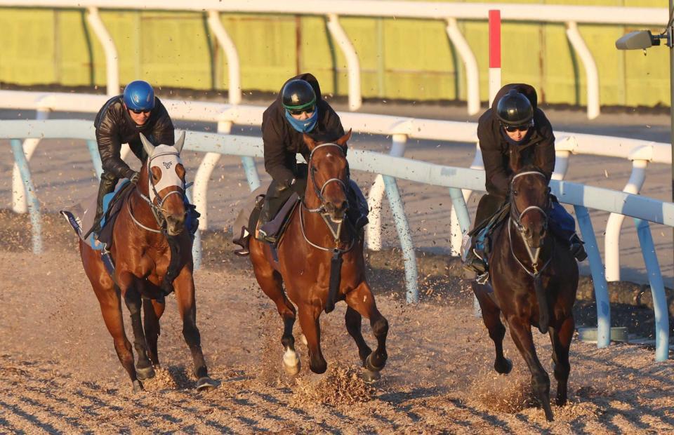 　３頭併せで好調ぶりをアピールしたポルフュロゲネトス（中央）＝撮影・佐々木彰尚