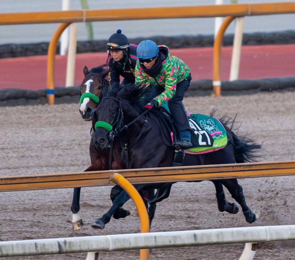 　併せ馬で準備を整えたゲルチュタール（奥）＝撮影・石湯恒介