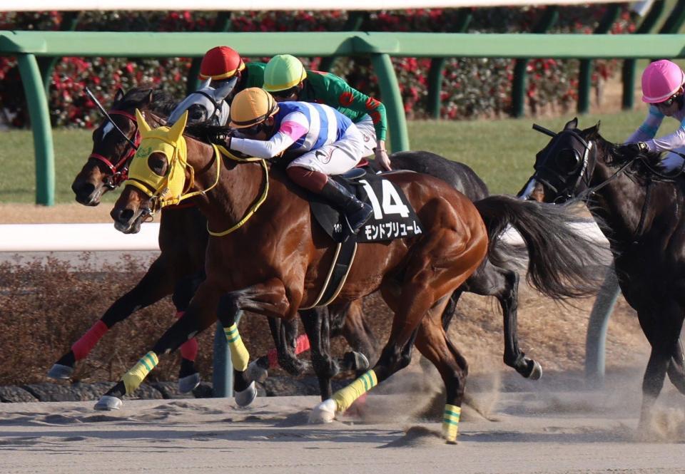 　ジャニュアリーＳを制したモンドプリューム（撮影・佐々木彰尚）