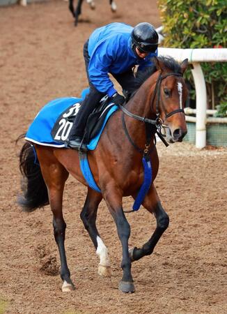 　デビュー２連勝を目指す良血馬のイベントホライゾン（撮影・石湯恒介）