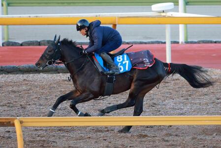 　悲願の重賞初勝利へ態勢を整えるロードクロンヌ