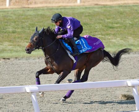 　菊花賞大敗からの巻き返しに燃えるショウヘイ（撮影・石湯恒介）