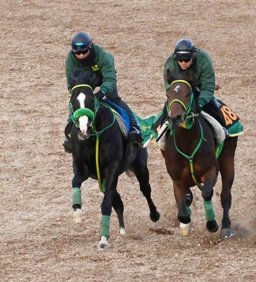 　美浦Ｗで抜群の走りを披露したブライアンセンス（左）＝撮影・持木克友