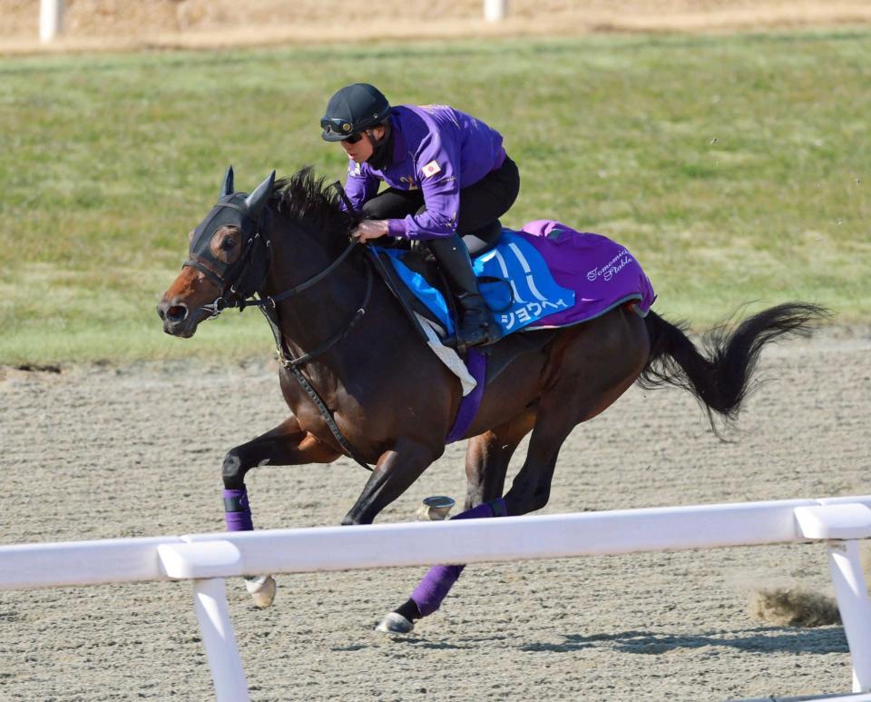 　菊花賞大敗からの巻き返しに燃えるショウヘイ（撮影・石湯恒介）