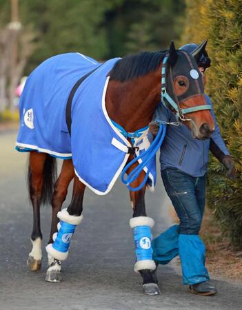 【新馬戦】ヴィスメンティス 出走除外で1週伸びても問題なし 池江師「動きはいい」素軽い脚取り 全姉は重賞馬・アンドラステ