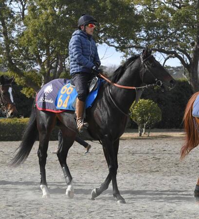 　重賞に初挑戦するウェイワードアクト
