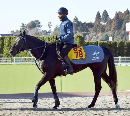 　レースに向け調整されウインアイオライト