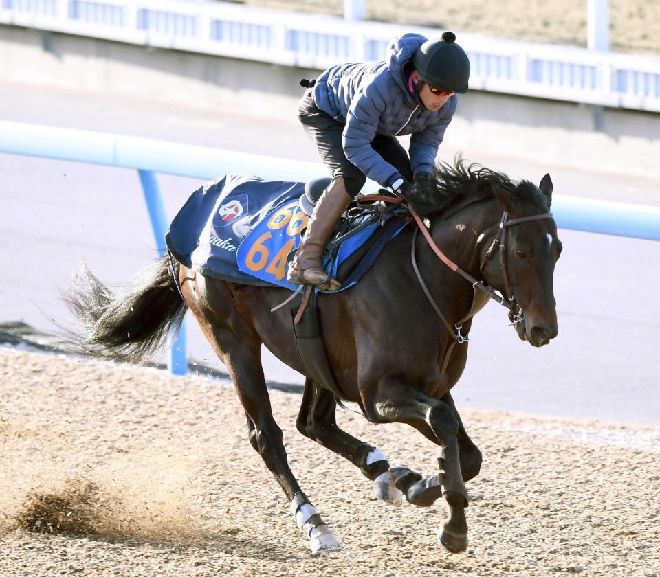 　余力十分に美浦Ｗを駆け抜けたウェイワードアクト（撮影・園田高夫）