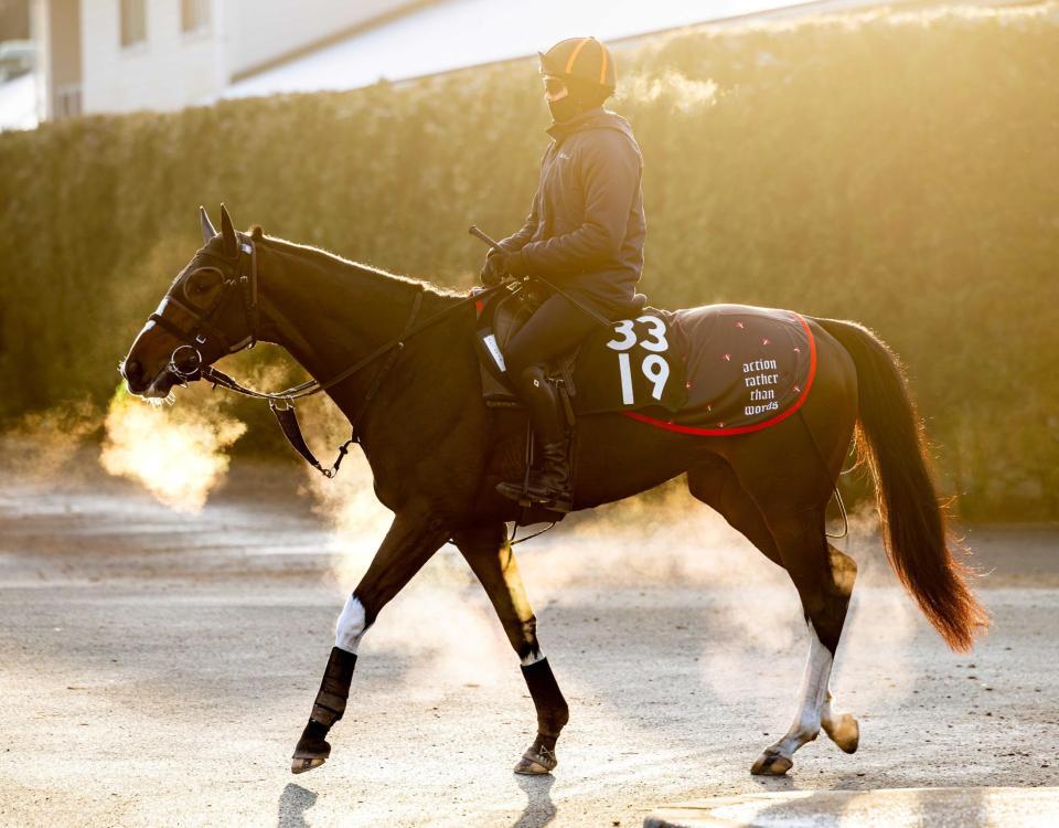 　運動するストームゲイル＝栗東トレセン（撮影・石湯恒介）