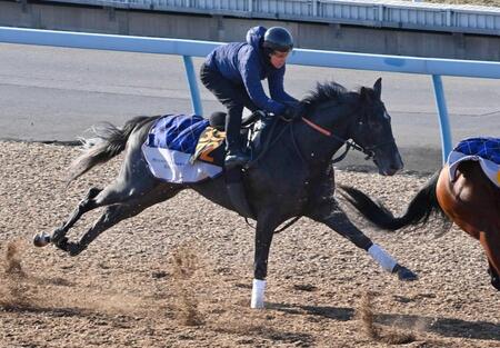 　順調な仕上がりをアピールしたゾロアストロ（撮影・持木克友）