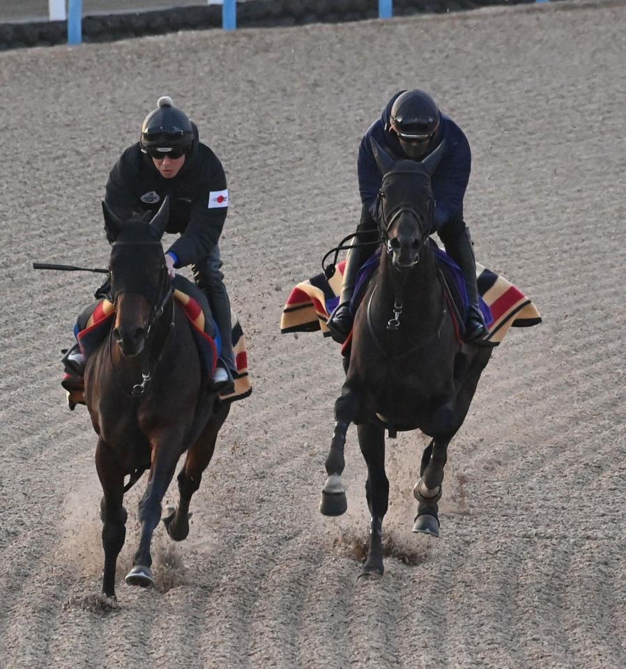 美浦Ｗで２頭併せで追い切られたヘデントール（右）＝撮影・持木克友