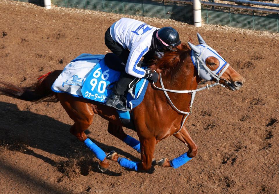 　連覇へ向けて順調にメニューを消化したウォーターリヒト（撮影・石湯恒介）