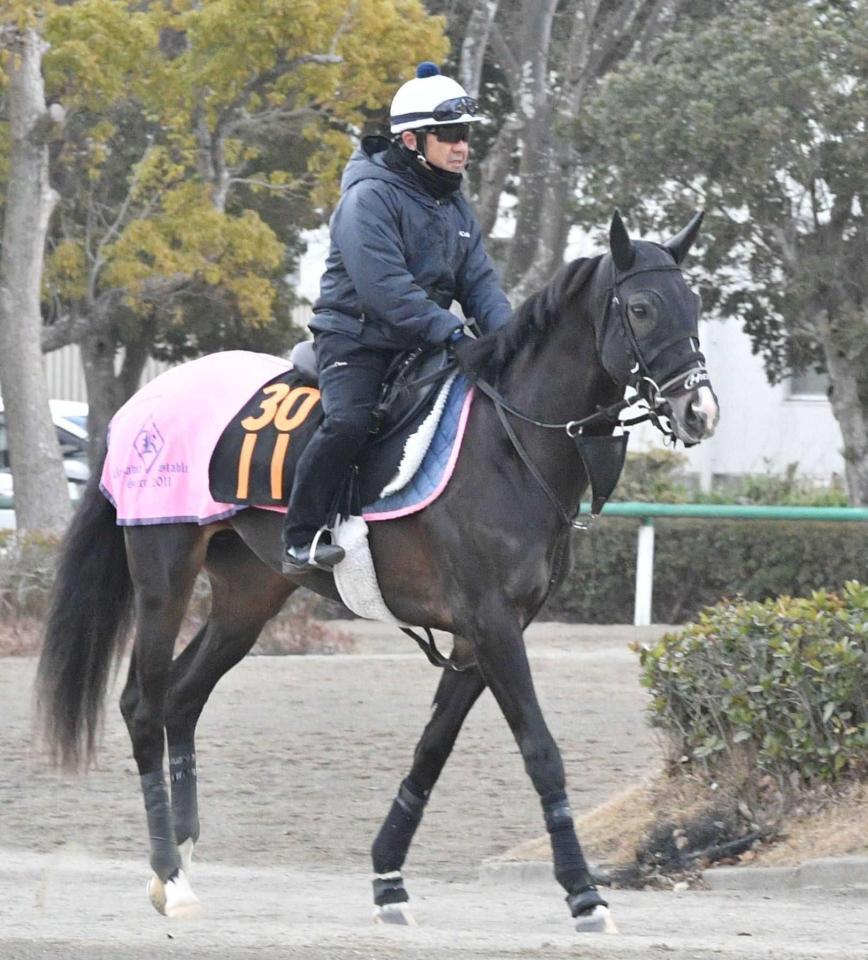 　アエログラムに調教をつける菊沢師（撮影・持木克友）