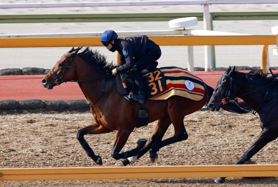 　併せ馬先着で好調を伝えたゴーイントゥスカイ（撮影・石湯恒介）