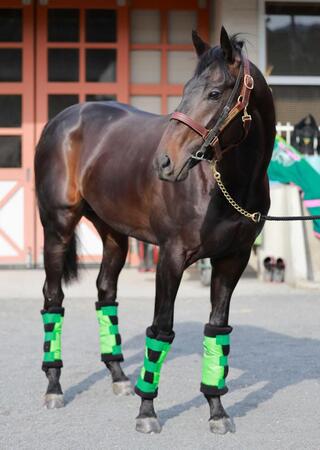 　府中で始動する２歳中距離王ロブチェン