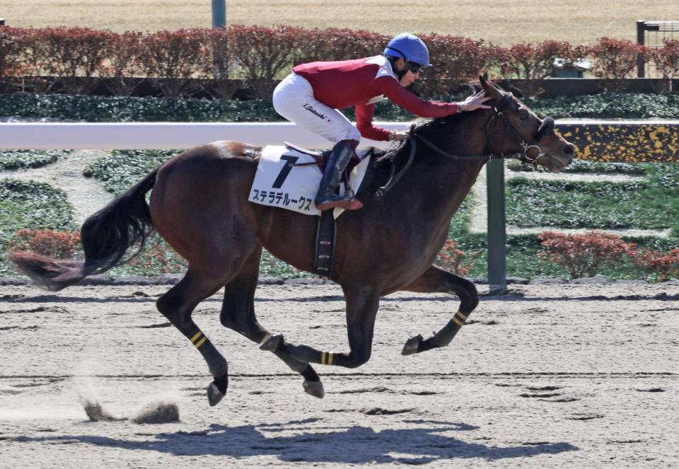 新馬戦を制したステラデルークス