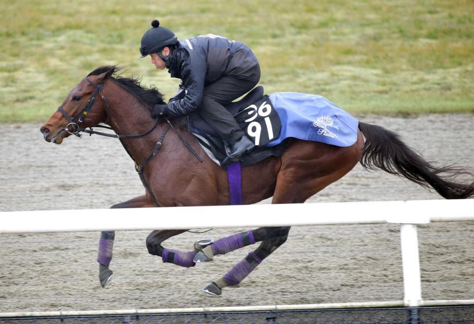 　１勝馬ながら秘めた能力は高いラヴェニュー（撮影・坂部計介）