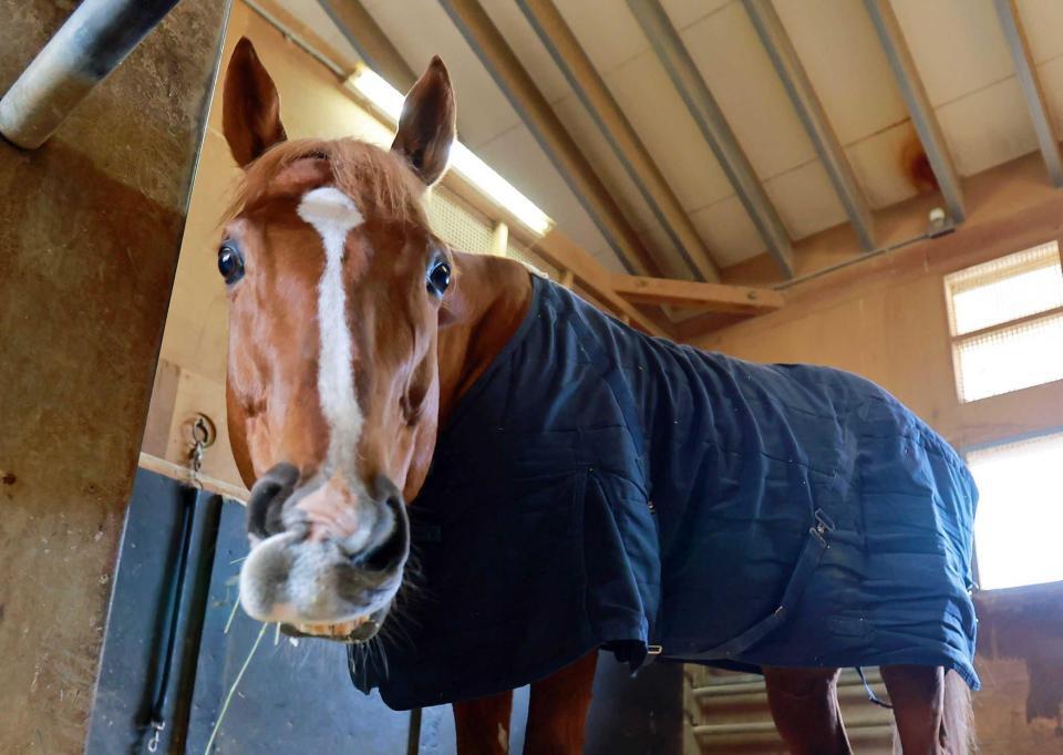 　ラストランを迎える９歳馬のバビット（撮影・石湯恒介）