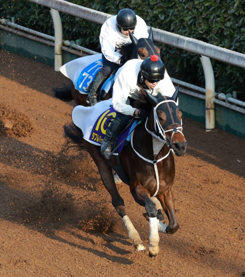 　栗東坂路で力強い脚さばきを披露し、先着を決めたダブルハートボンド（手前）