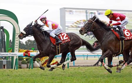 　京都記念を制したジューンテイク（撮影・石湯恒介）