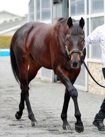 　パワーあふれる配合のロードクロンヌ