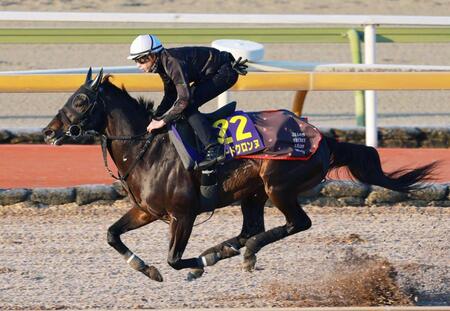 　横山和を背に栗東ＣＷで万全の態勢を整えたロードクロンヌ（撮影・石湯恒介）