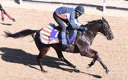 　坂路を駆け上がるサクラトゥジュール