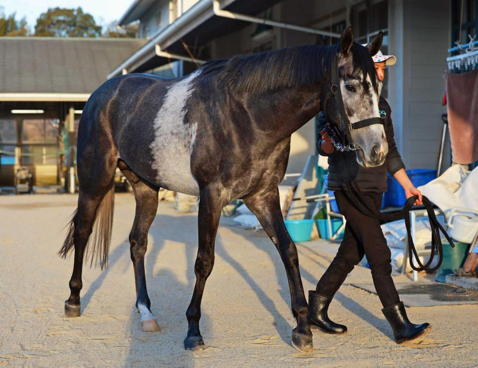 　差し毛が特徴的なチュオンソン