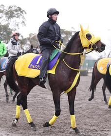 ウィルソンテソーロ