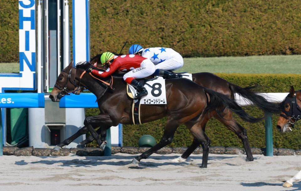新馬戦を快勝したエイコーンドリーム（撮影・石湯恒介）