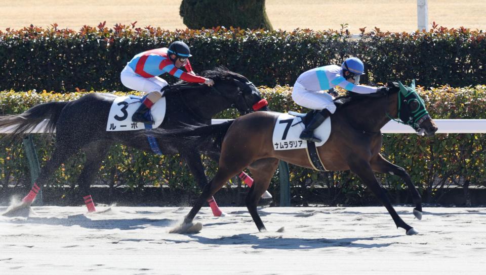 ルーポをかわしたナムラダリア（右）