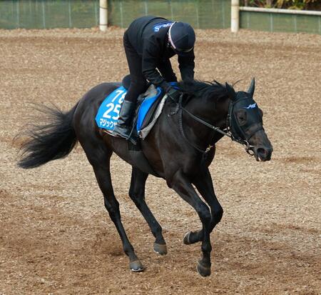 　重賞２勝目を狙うマジックサンズ