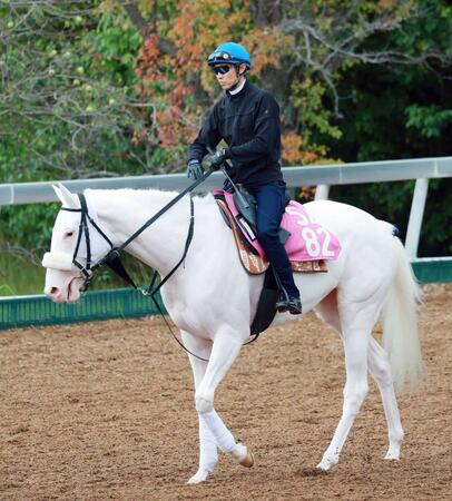 【フィリーズＲ】マルガ　巻き返しへパワフル登坂　陣営「距離短縮で乗りやすくなる」