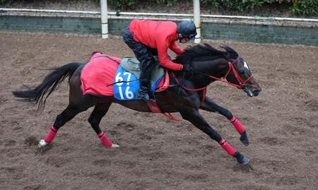 　悲願の重賞Ｖへ状態の良さをアピールしたエコロヴァルツ（撮影・中田匡峻）