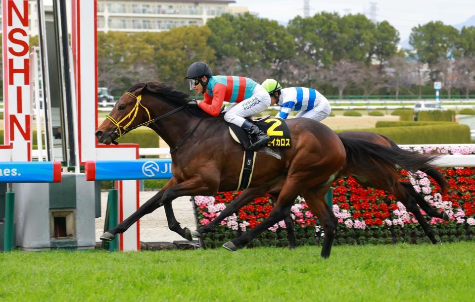 マーガレットＳを制したタマモイカロス（撮影・石湯恒介）