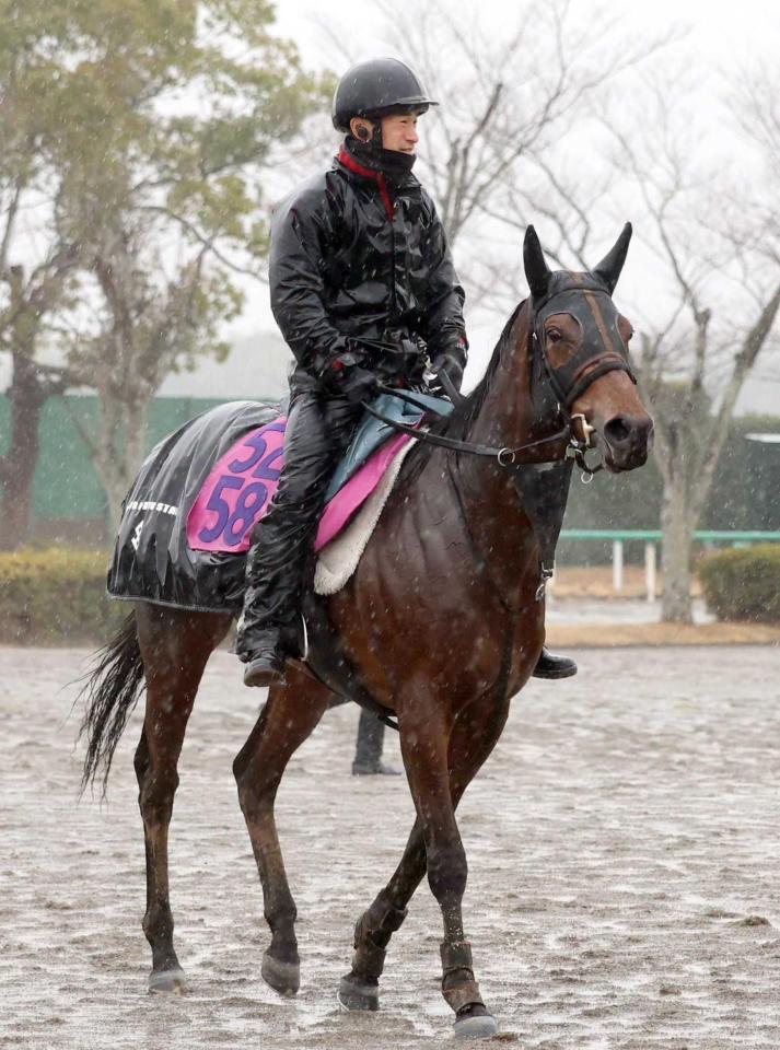 　得意の千四で重賞初Ｖを目指すショウナンカリス