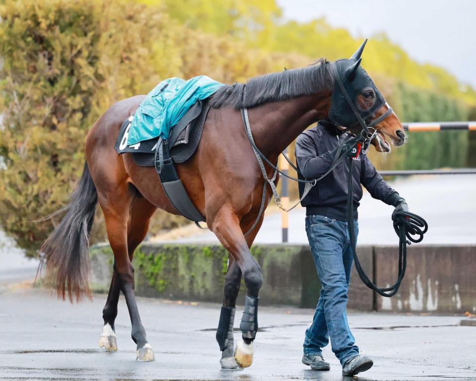 重賞初挑戦で権利奪取へ燃えるバリオス（撮影・石湯恒介）