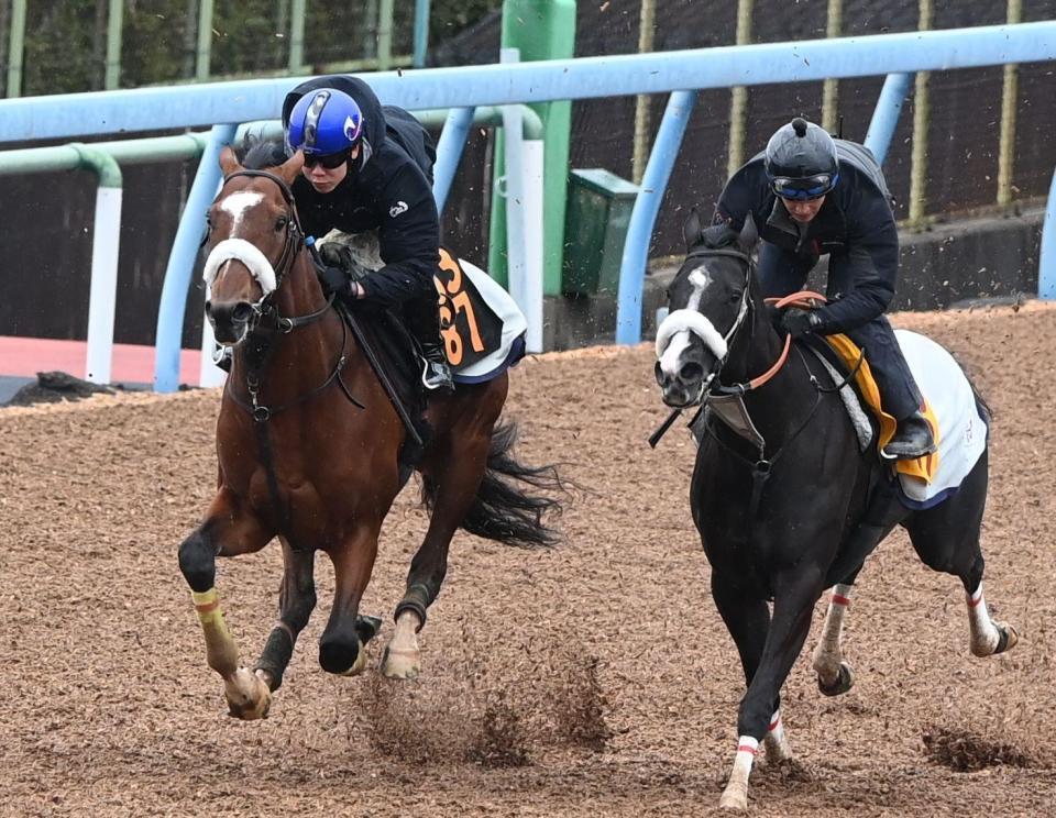 美浦Ｗ、三浦皇成騎手を背に併せで追い切ったタイダルロック（左）＝撮影・園田高夫