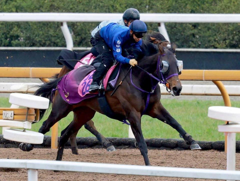 荻野極とのコンビで桜の舞台を目指すサンアントワーヌ（撮影・石湯恒介）