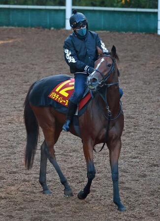 パラディレーヌ