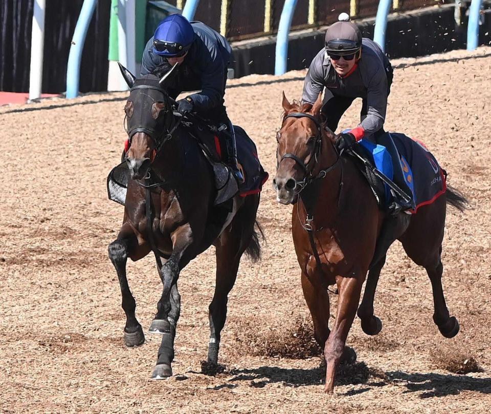 　３カ月半ぶりでもきっちり仕上がったライヒスアドラー（左）＝撮影・園田高夫