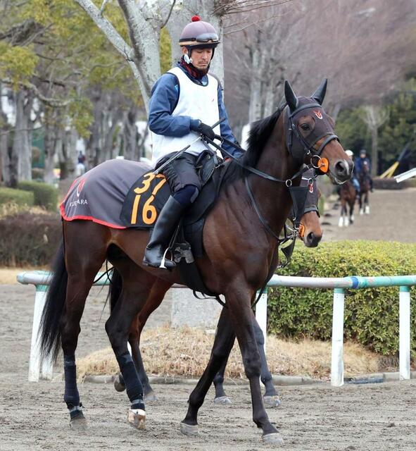 阪神＆中山の危険な人気馬】ライヒスアドラー 中山11R・弥生賞