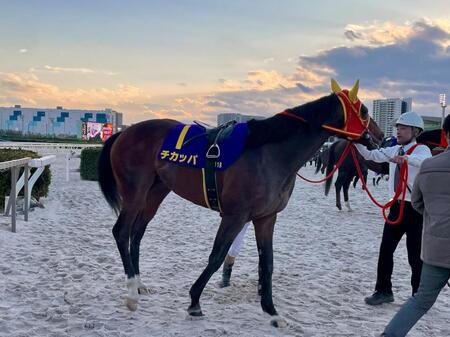 転入初戦は７着に敗れてしまったチカッパ