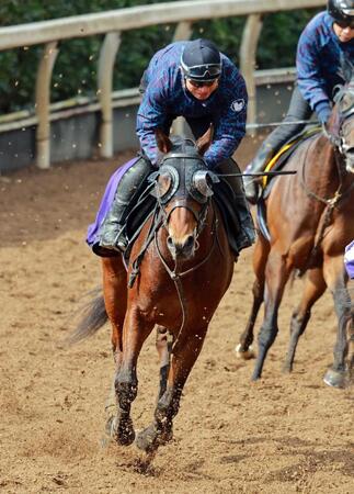 　坂路を駆け上がるサウンドムーブ（撮影・石湯恒介）