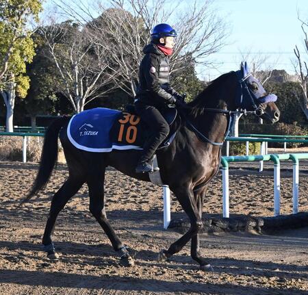 　皐月賞の権利獲得を目指すアウダーシア（撮影・持木克友）　